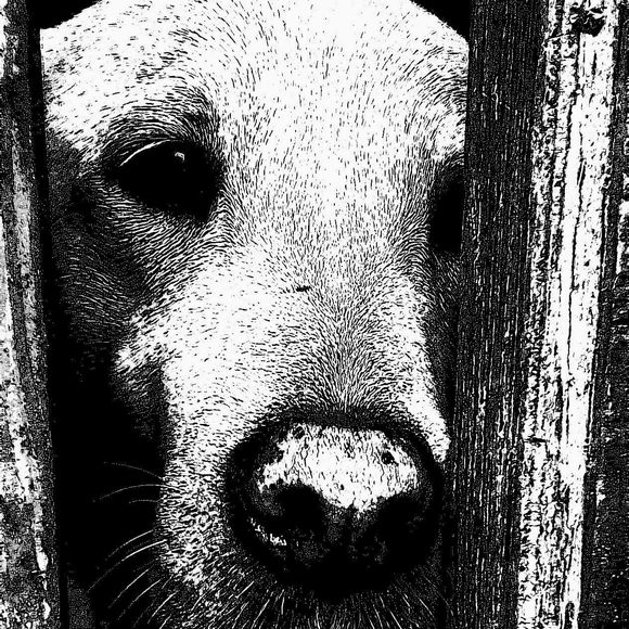 Meet your Posher, Richard - Picture 1 of 1